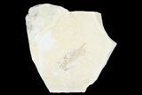 Cretaceous Fossil Shrimp - Lebanon #173360-1